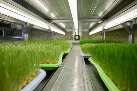 hydroponic fodder system.png