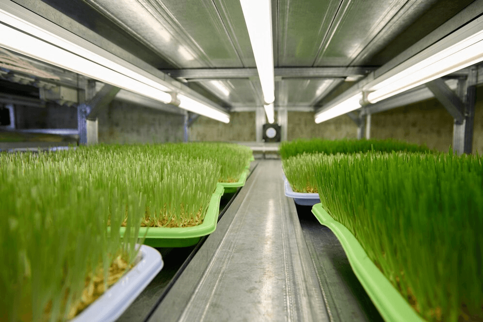 What Are the Effects of Hydroponic Fodder on Cattle Sheep and Horses?