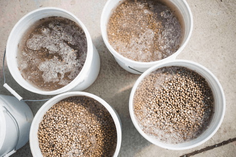 Bleach Soaking Seeds.png