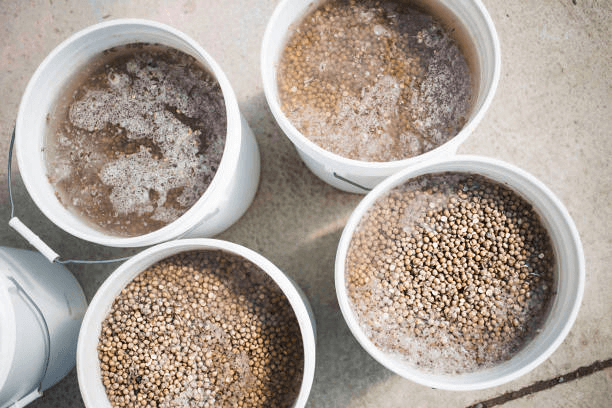 Bleach Soaking Seeds.png