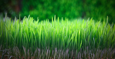 hydroponic fodder.jpg