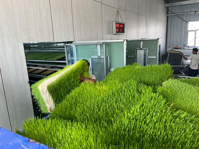 Energy Consumption Analysis of Hydroponic Fodder Systems: From Power Usage to Energy Optimization