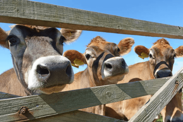 What Indicators Decline When Dairy Cows Receive Insufficient Fiber?