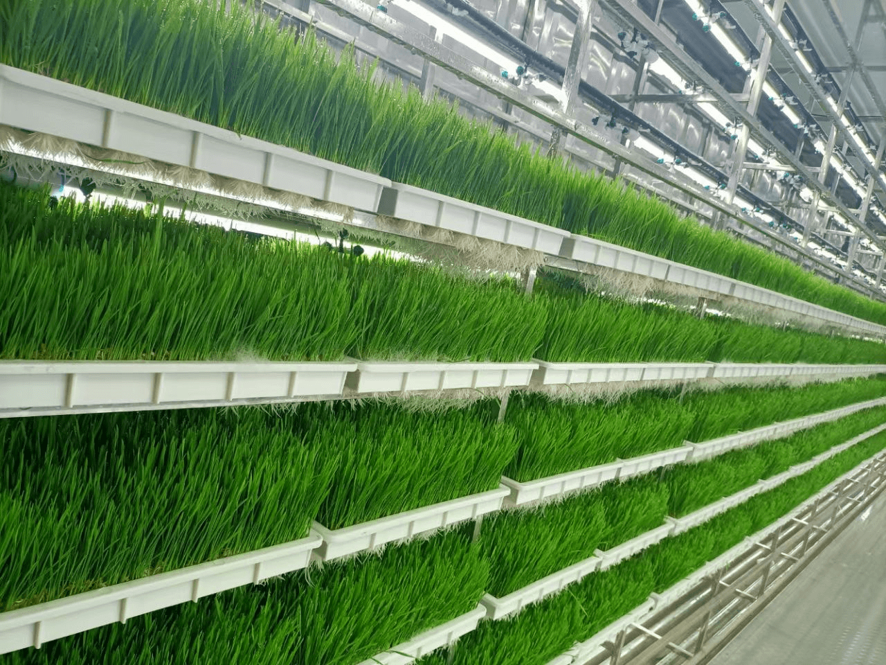 What Scales of Farms Can Hydroponic Fodder Systems Be Used For?