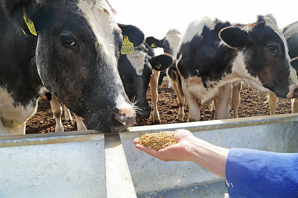 How to Store Feed to Ensure Nutrients Are Not Lost?