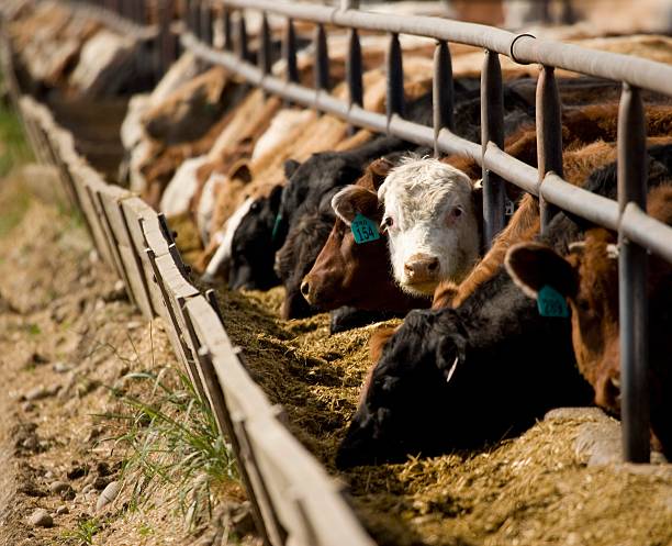 How to Design High-Energy Diets for Beef Cattle to Improve Growth Rate