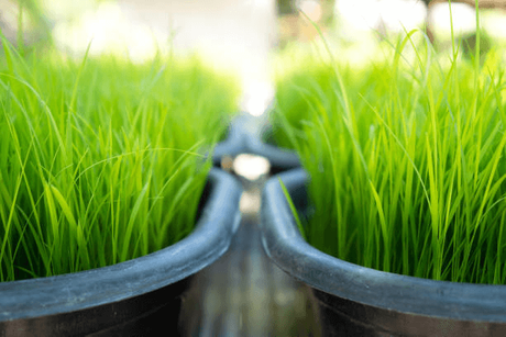 livestock feeding system.png