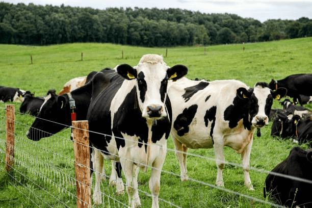 Effects of Corn and Alfalfa Silage on Milk Yield and Composition