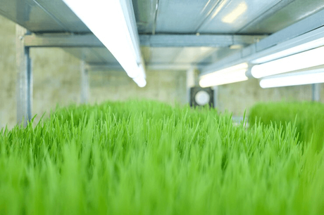 fodder grow system.png