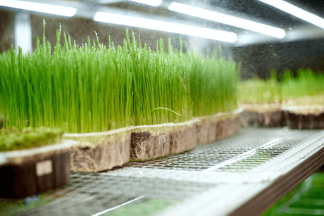 hydroponic fodder.png