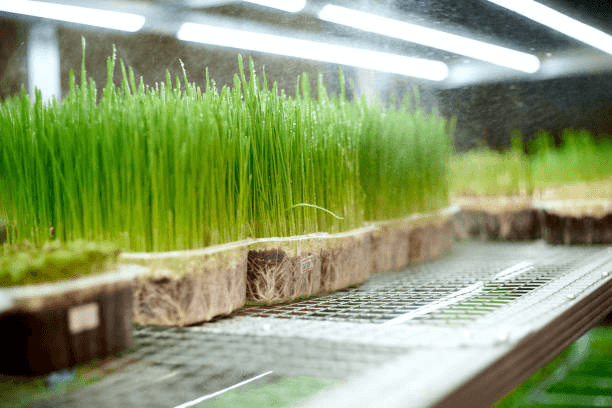 Is Hydroponic Fodder a Complete Feed for Animals?