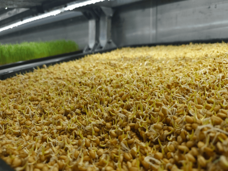 barley fodder grow (1).png