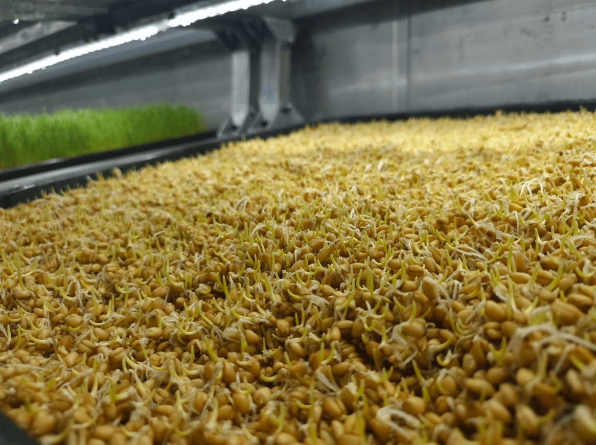 Is a Hydroponic Fodder Grow System Worth the Investment for Livestock Farmers?
