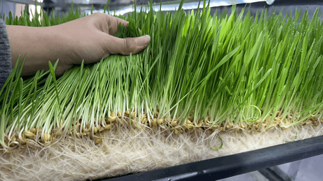 hydroponic fodder system.png