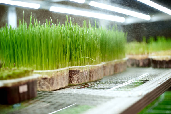 hydroponic fodder system.png