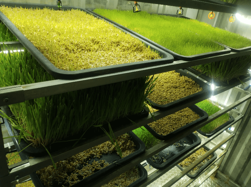 How to Transport Hydroponic Fodder Across Different Areas of a Ranch?