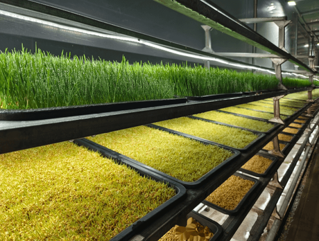 hydroponic fodder cultivation.png
