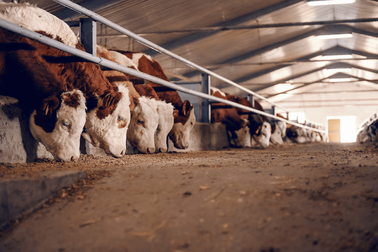 Designing Efficient Layouts for Small Livestock Farms