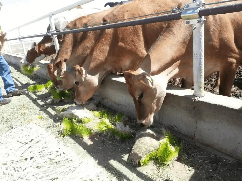 HydroFodder Hydroponic Fodder System: Adaptability for Different Fodder Types and Custom Solutions