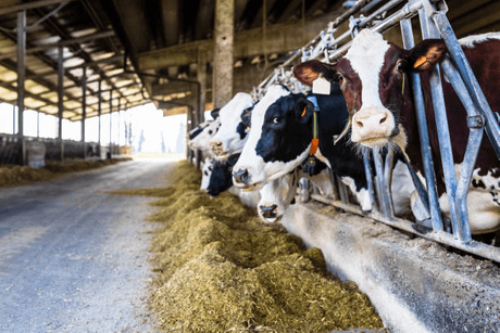 livestock farming.png