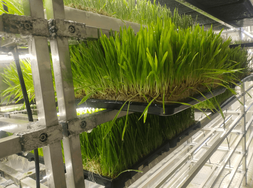 Introduction to Hydroponic Fodder Growing System