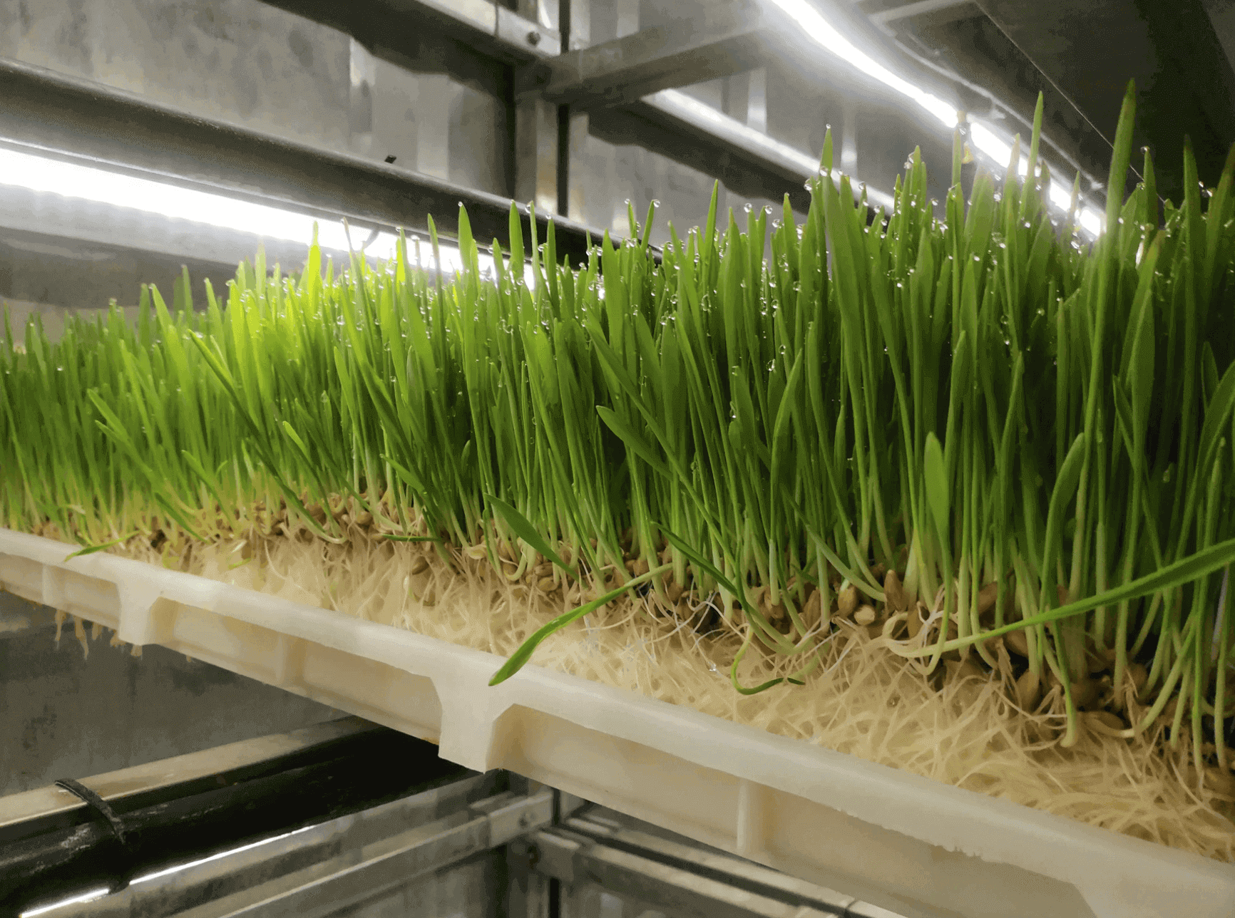 Can Hydroponic Fodder Systems Really Replace Traditional Animal Feed?