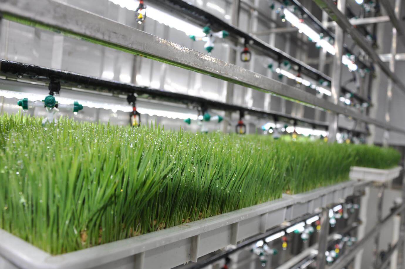 Is Hydroponic Fodder Systems More Efficient in Water Resource Utilization?