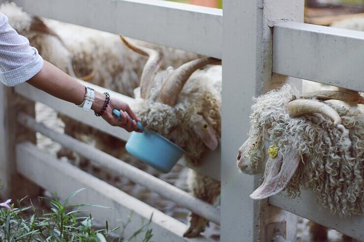 Sheep Feed Formula Calculation 4 Methods And Steps