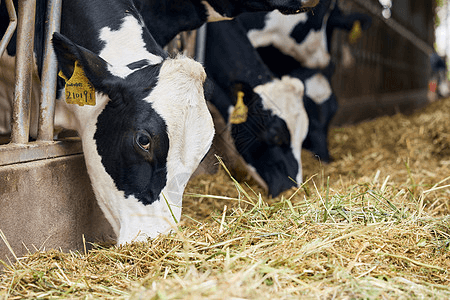 cattle fodder.png