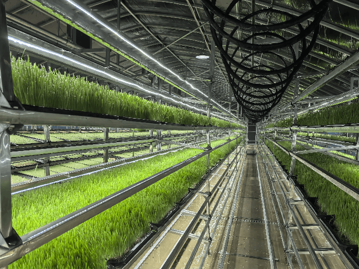 Can Hydroponic Fodder Improve the Efficiency of the Livestock Industry?