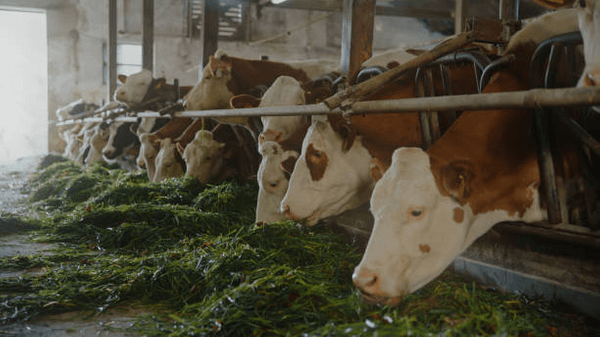 livestock farming.png