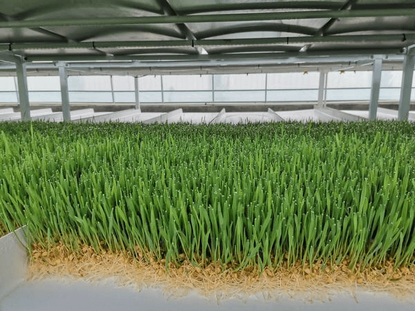 Hydroponic Cultivation Process of Barley Fodder