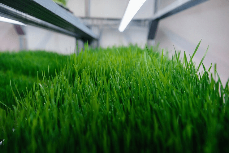 Study on the Application of Hydroponic Barley Fodder in Livestock Production