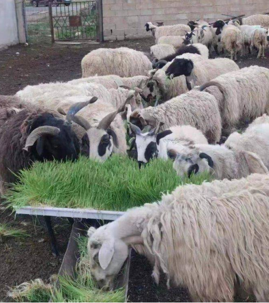 Working Principle of Hydroponic Fodder System & Guidelines for Pasture-Fed Livestock