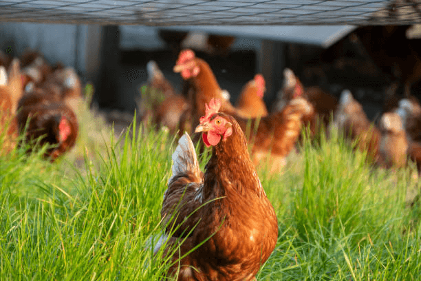 How Should the Protein–Energy Ratio Be Adjusted at Different Growth Stages of Broiler Chickens?