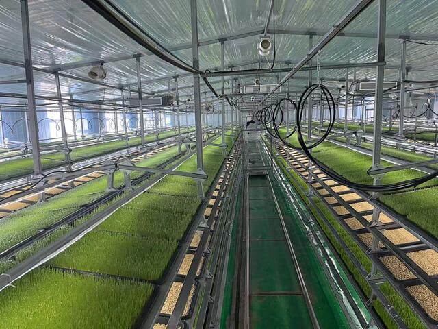 Can Hydroponic Systems Help Save Water in Drought-Prone Areas?