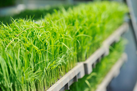 hydroponic fodder system.jpg