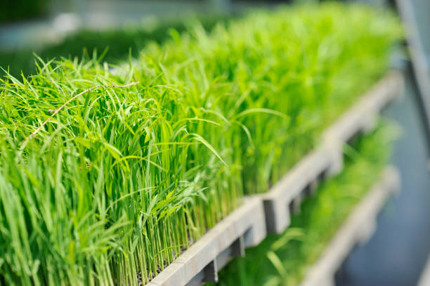 Can Hydroponic Fodder Replace Hay Completely?