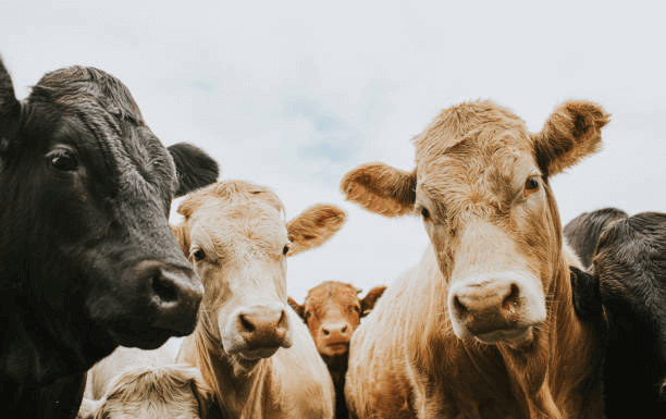 Does the Use of Antibiotics Affect the Safety of Meat, Eggs, and Milk?