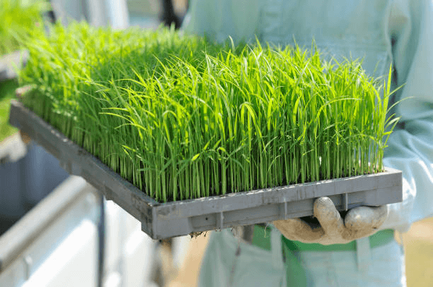 Hydroponic Fodder Systems: Transforming Livestock Farming Indoors