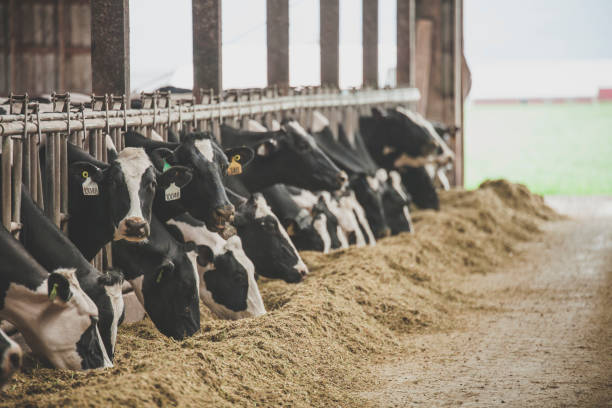 How Can Ruminant Diet Formulation Be Optimized to Reduce Feed Costs?