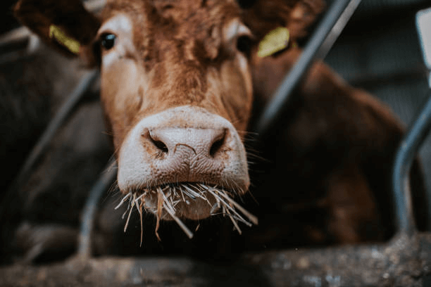What Do Cattle Naturally Eat?