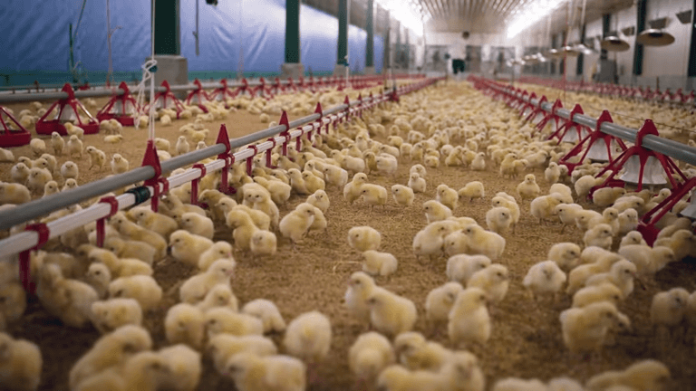 Can Automated Feeding Systems Significantly Reduce Labor Costs?