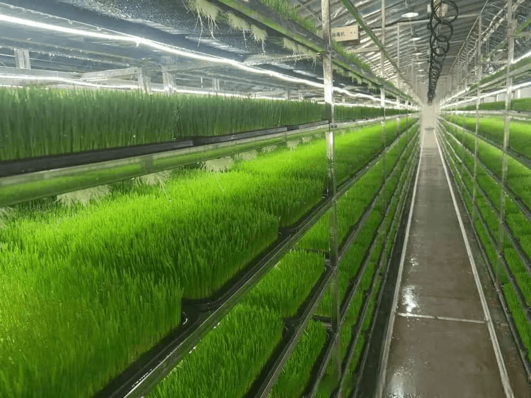 How much water does a hydroponic fodder system use compared to soil-based forage? 