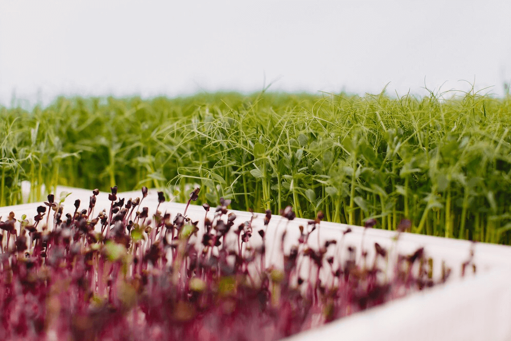 Is the Production Cost of Hydroponic Fodder Higher Than Traditional Fodder?