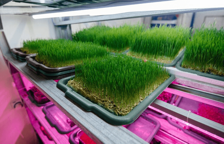 fodder grow.png