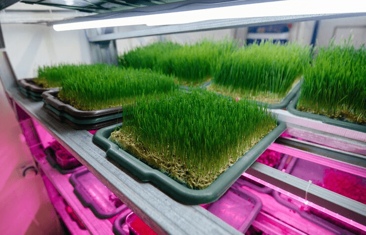 Can Hydroponic Technology Reduce Environmental Pollution from Livestock Farming?
