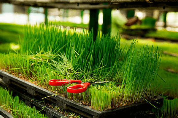 hydroponic fodder system.png