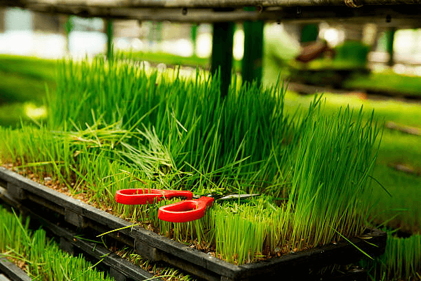 How to Set Up a Cost-Effective Hydroponic Fodder System on the Farm