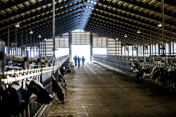 How to Design an Efficient Layout for Small and Medium-Sized Livestock Farms